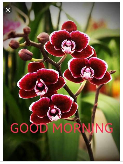 good morning orchid